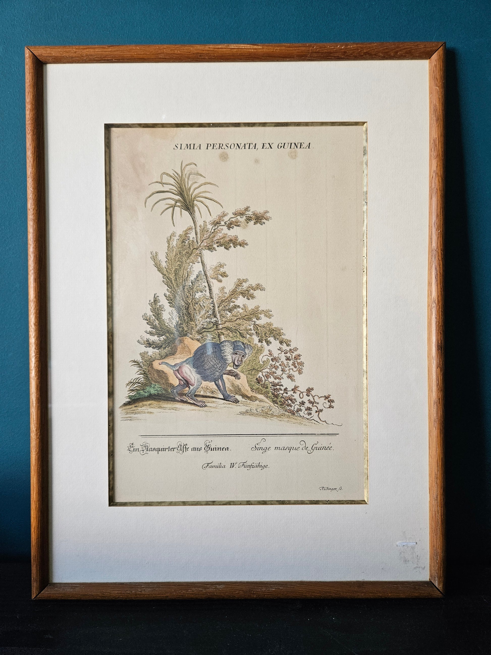 Antieke Ingekleurde Gravure van een Baviaan – Gesigneerd Ridinger