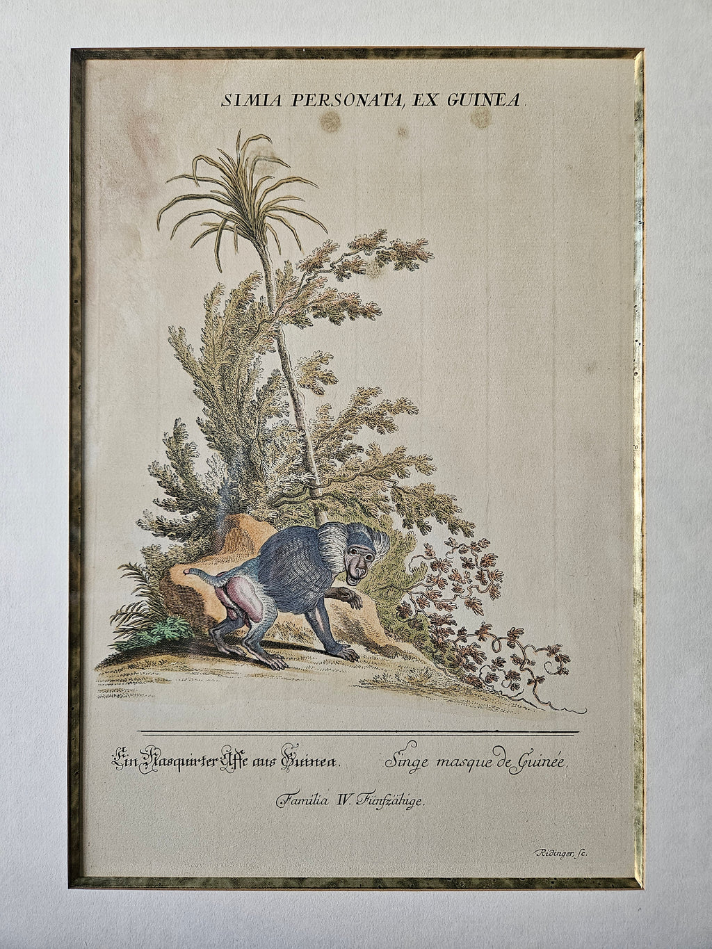 Antieke Ingekleurde Gravure van een Baviaan – Gesigneerd Ridinger