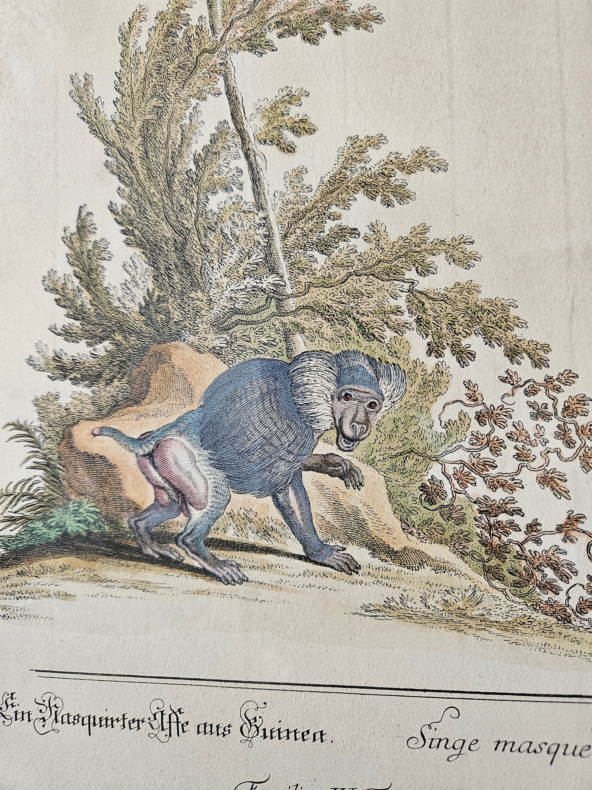 Antieke Ingekleurde Gravure van een Baviaan – Gesigneerd Ridinger