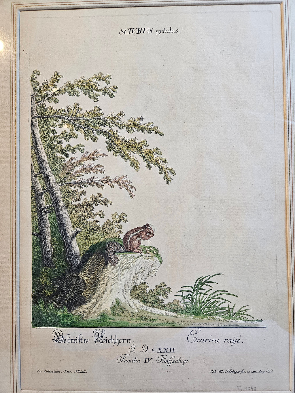 Antieke Kopergravure Johann Elias Ridinger (ca. 1768) – "Bestreiftes Eichhorn" (Gestreepte Eekhoorn) – Handgekleurd