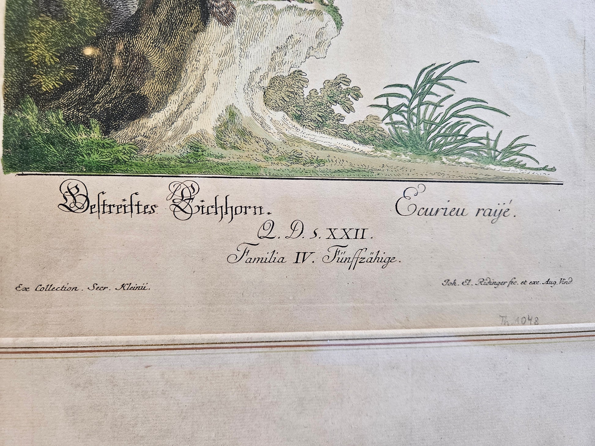 Antieke Kopergravure Johann Elias Ridinger (ca. 1768) – "Bestreiftes Eichhorn" (Gestreepte Eekhoorn) – Handgekleurd