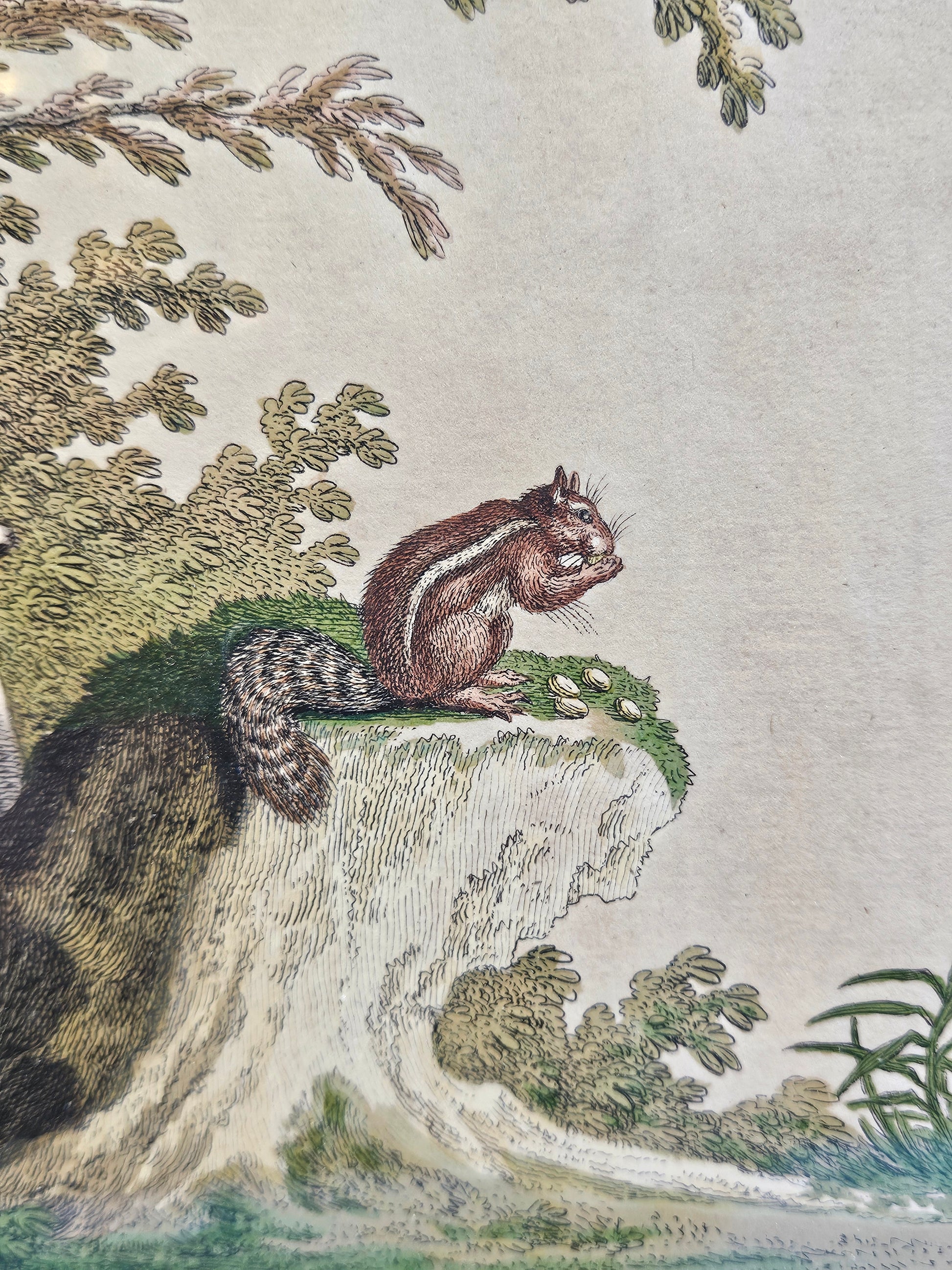 Antieke Kopergravure Johann Elias Ridinger (ca. 1768) – "Bestreiftes Eichhorn" (Gestreepte Eekhoorn) – Handgekleurd