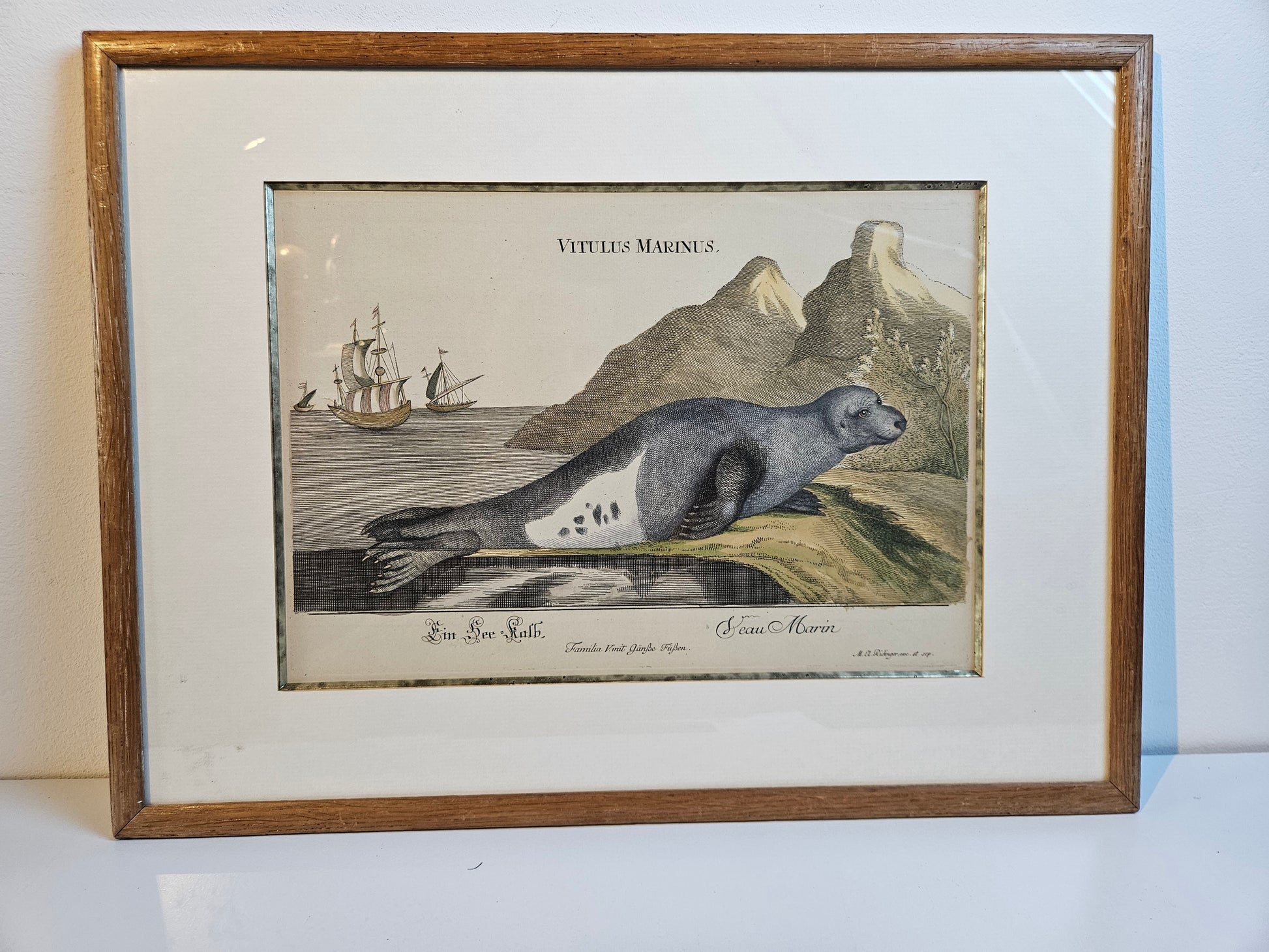 Antieke Kopergravure M.E. Ridinger (ca. 1768) – "Vitulua Marinus" (Zeehond/Zeekalf) – Handgekleurd & Ingelijst