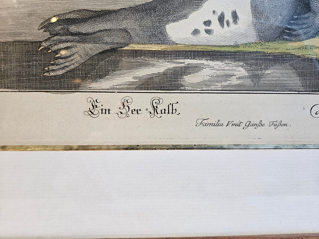 Antieke Kopergravure M.E. Ridinger (ca. 1768) – "Vitulua Marinus" (Zeehond/Zeekalf) – Handgekleurd & Ingelijst