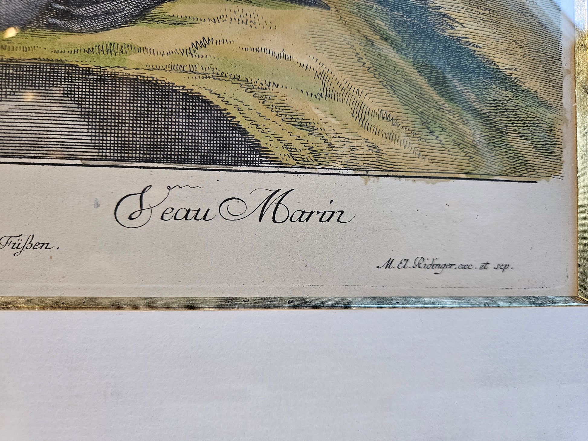 Antieke Kopergravure M.E. Ridinger (ca. 1768) – "Vitulua Marinus" (Zeehond/Zeekalf) – Handgekleurd & Ingelijst