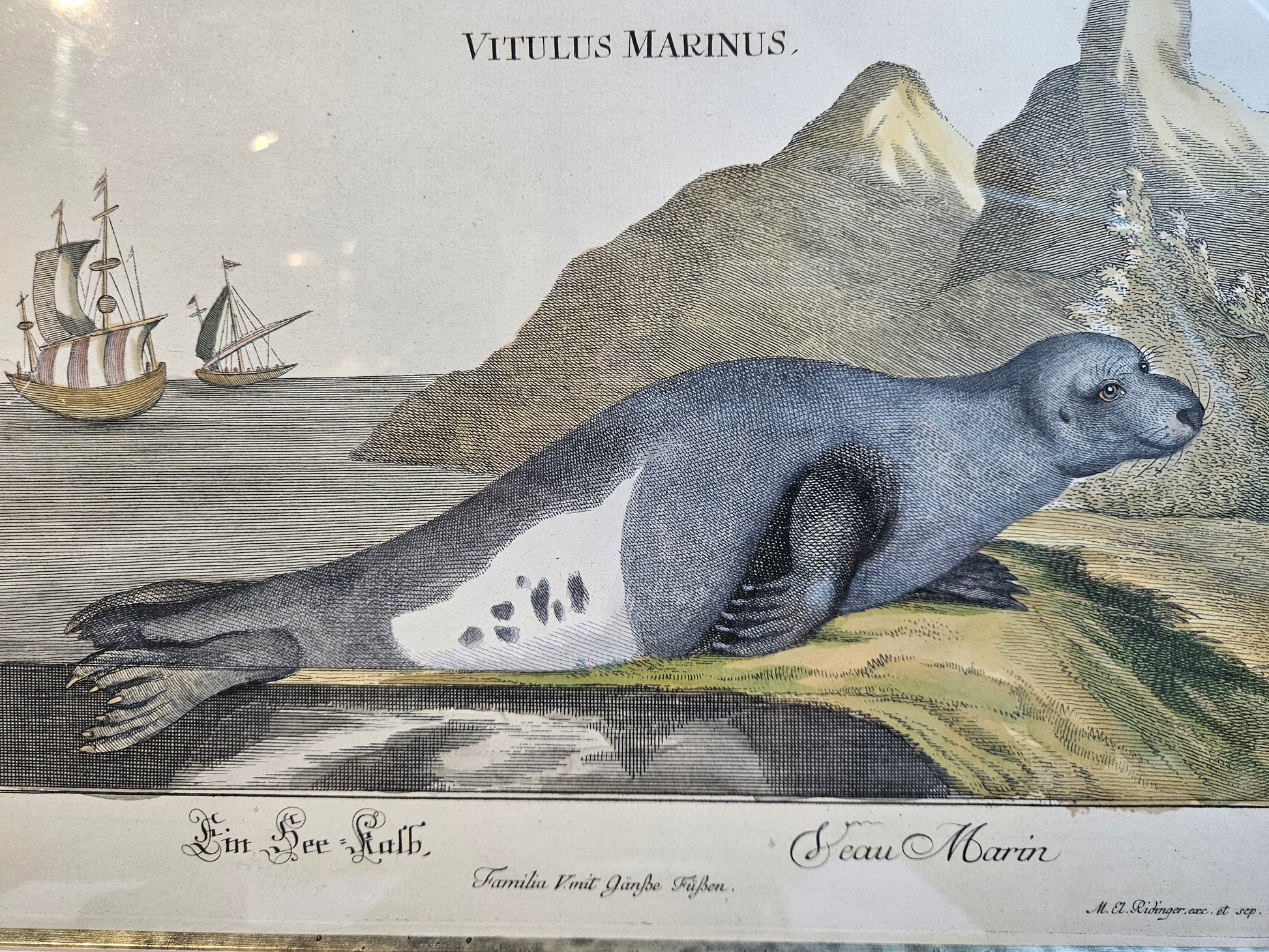Antieke Kopergravure M.E. Ridinger (ca. 1768) – "Vitulua Marinus" (Zeehond/Zeekalf) – Handgekleurd & Ingelijst