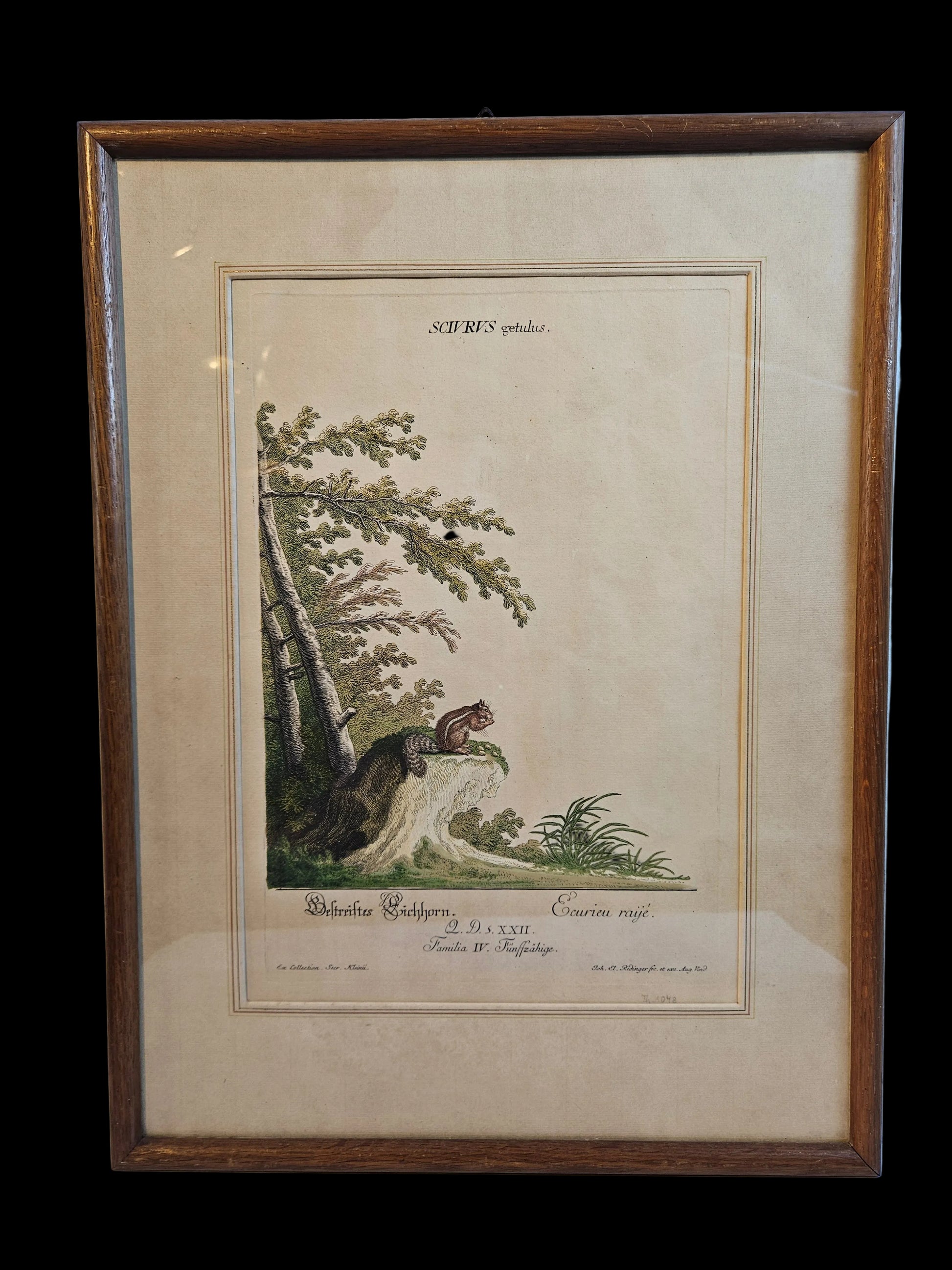 Antieke Kopergravure Johann Elias Ridinger (ca. 1768) – "Bestreiftes Eichhorn" (Gestreepte Eekhoorn) – Handgekleurd