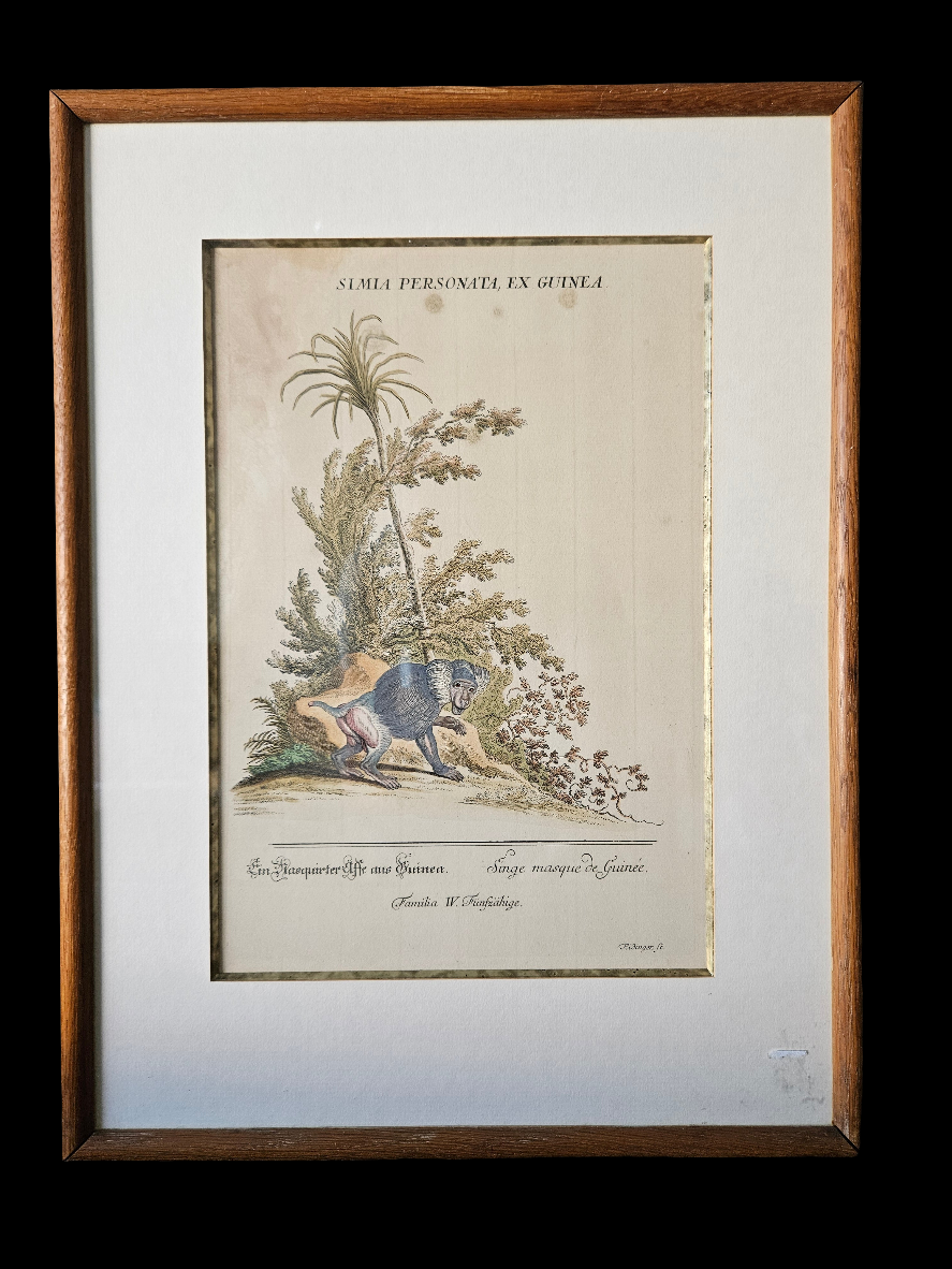 Antieke Ingekleurde Gravure van een Baviaan – Gesigneerd Ridinger